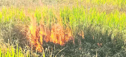 వరి పంటకు నిప్పు పెట్టిన రైతు