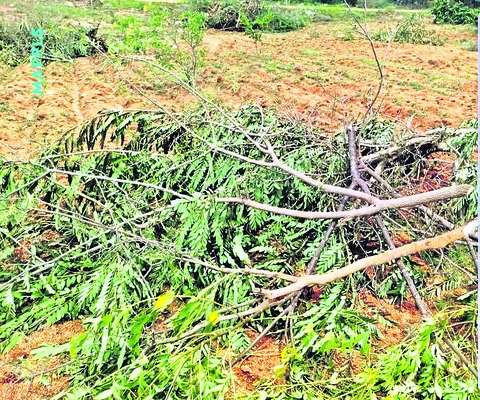 పచ్చదనంపై గొడ్డలి వేటు 