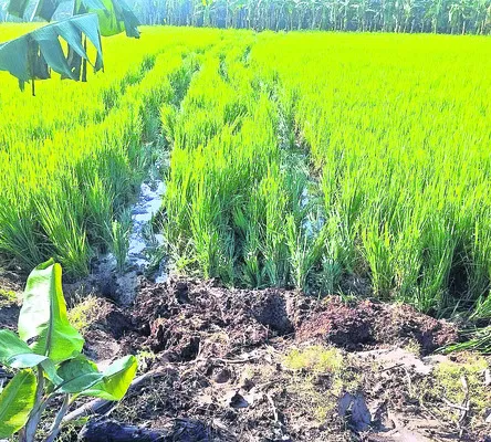 పంటలు ధ్వంసమవుతున్నా పట్టించుకోరా?