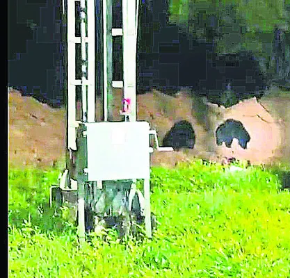 ఎలుగుబంట్లు హల్‌చల్‌