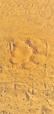 నేడు ఉమ్మడి జిల్లా క్రికెట్‌   ఎంపిక పోటీలు