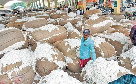 Cotton farmers suffer loss: Andhra pradesh