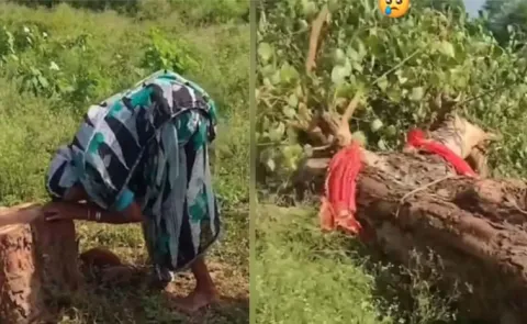85 year old woman cries bitterly as tree she cared for 20 