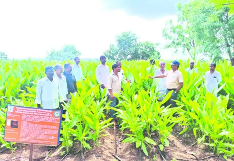 పసుపు