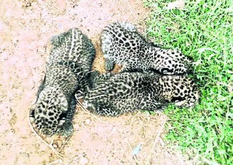 పొలంలో చిరుత కూనలు 