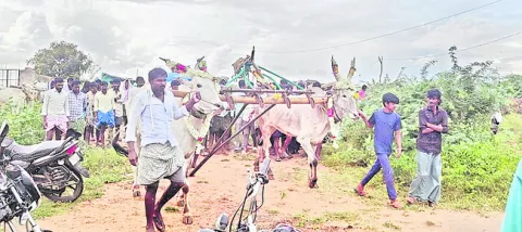 ●జోడెద్దుల జోరు