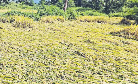Heavy rains cause massive crop damage in Rayalaseema