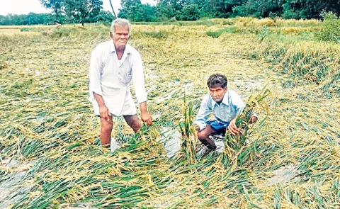 Irreversible damage to paddy crops in several districts due to rains