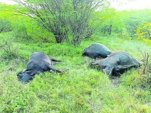 కరువైన బీమా ధీమా 