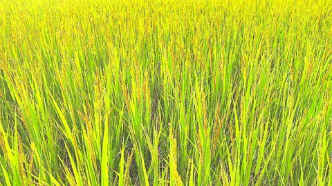 రత్నచూడి విత్తనంతో రోగ నిరోధక శక్తి