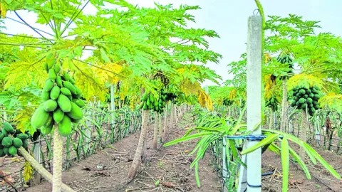 పోషక