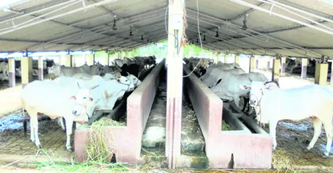 ఈగల్‌ టీమ్‌ తనిఖీలు 
