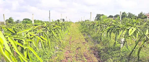 ట్రాన