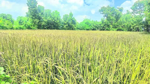 పోష‘క