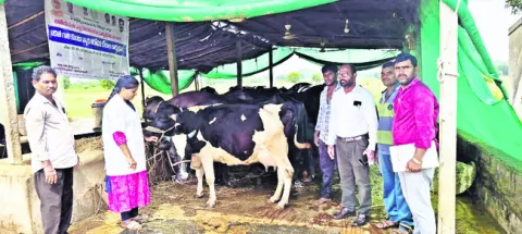 75 వేలకుపైగా  పశువులకు టీకాలు