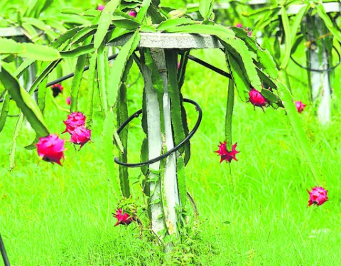 ఉద్యో