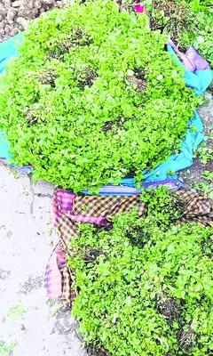ఉల్లి