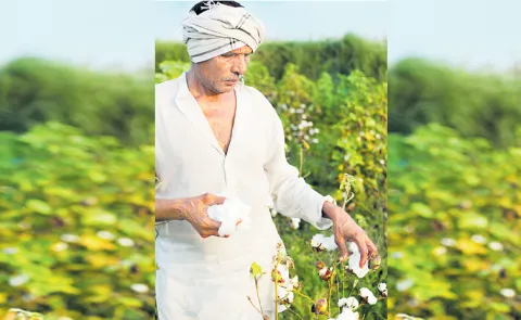 Cotton sales are difficult this time in Telangana