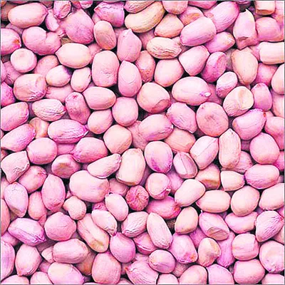 పల్లి విత్తనం.. సబ్సిడీకి మంగళం