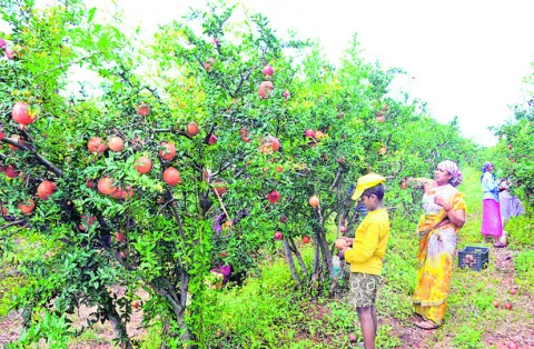 విరగ్గాసిన దానిమ్మ 