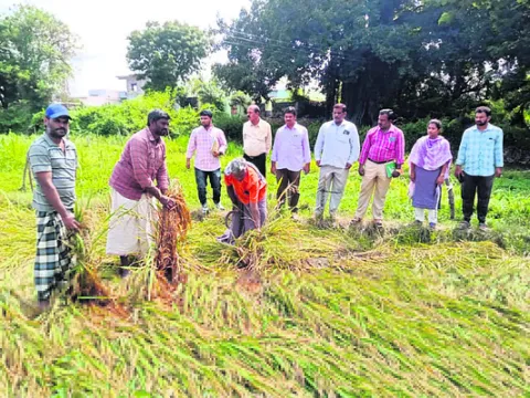 దెబ్బతిన్న వరిపంట పరిశీలన