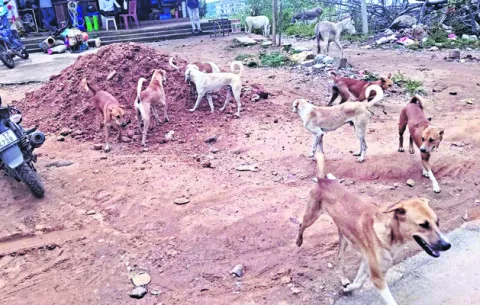 కుక్కల బెడద