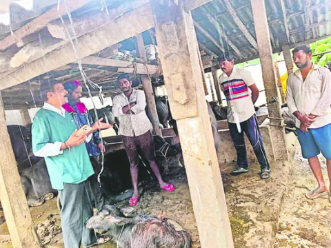 తుపాను నుంచి పశువులను ఇలా కాపాడాలి