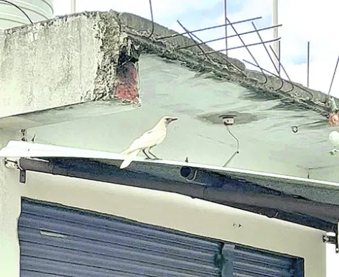 తాండూర్లో తెల్లకాకి దర్శనం