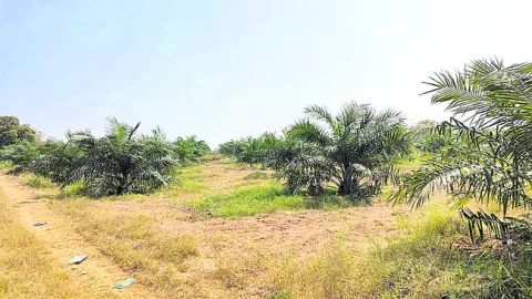 నాణ్యమైన మొక్క.. ఆదాయం పక్కా