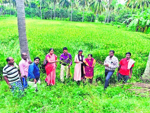 వరి కుప్పలు మొలకెత్తకుండా ఉప్పు నీళ్లు చల్లండి
