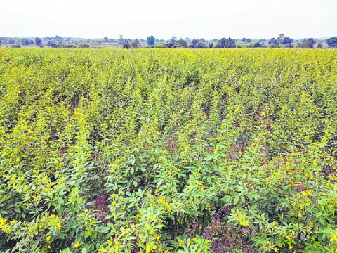 కందిపైనే ఆశలు..!