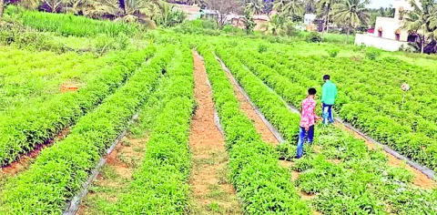 పూల తోట ధ్వంసం