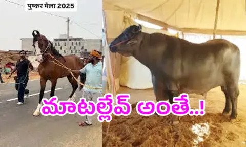 Rajasthan Pushkar Fair From Rs 15 Crore Horse To A Rs 23 Crore Buffalo