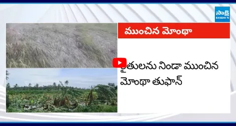Cyclone Montha Effect Farmers Crop Loss 1