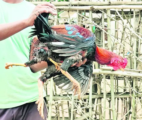 కోడి పుంజుకు నాలుగు కాళ్లు!