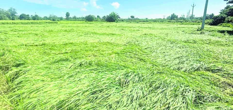 వణికిస్తున్న మోంథా