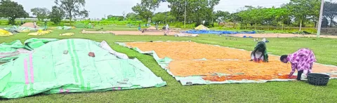 ధాన్యం సేకరణ ఏదీ?