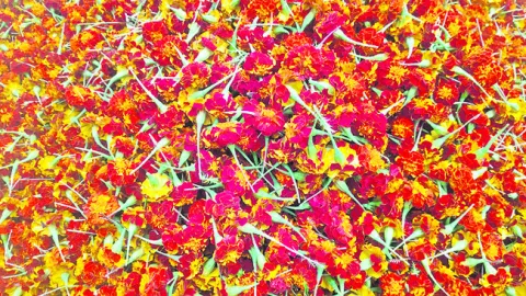 బంతి రైతు ఉసూరు