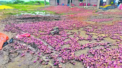 తుపాను గుప్పిట్లో అన్నదాతలు 
