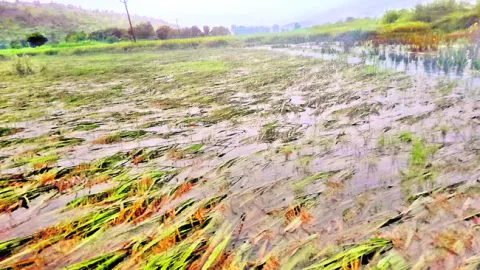 ● పంట మునిగింది..