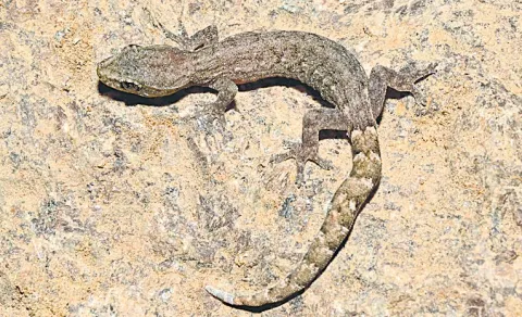 New lizard species in Seshachalam forests