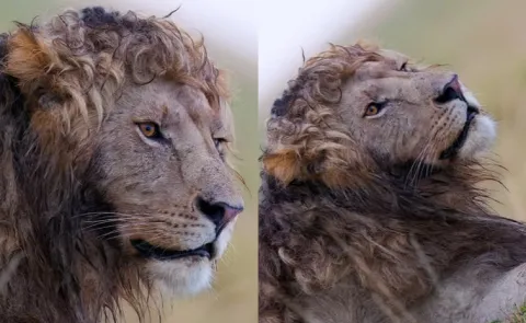  Lion With Rare Curly Mane Takes Internet By Storm