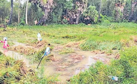 Severe impact on crops in the contiguous Godavari Krishna and Guntur districts