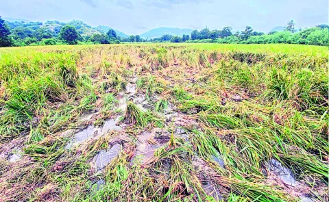 Elephant attacks on crops from 15 days