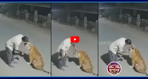Drunk Man Tries To Drink Alcohol To A Wild Tiger 1