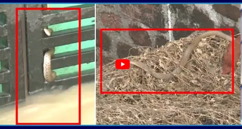 Snakes Entering Into Houses At Khammam  2