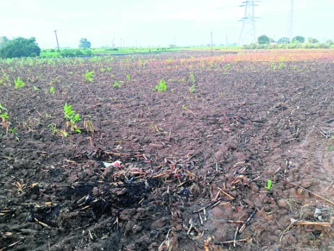 సాగుకు వర్షం ఆటంకం 