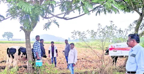 పాడిపశువులకు టీకాలు వేయించాలి