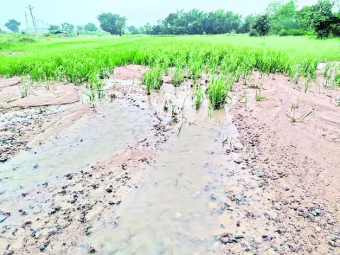 వందలాది ఎకరాల్లో నష్టం..