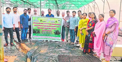 ఆయిల్‌పామ్‌ సాగుకు రాయితీ